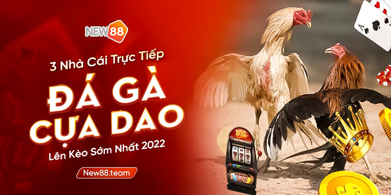 đá gà cựa dao